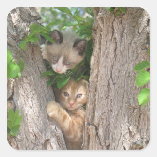 Zwei Kätzchen auf einem Baum Quadratischer Aufkleber