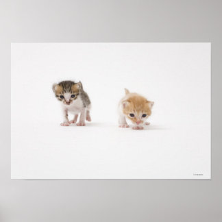 Zwei Kätzchen auf weißem Hintergrund Poster