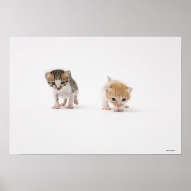Zwei Kätzchen auf weißem Hintergrund Poster (Vorne)