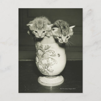 Zwei Kätzchen, die sich in Vase verstecken (B&W) Postkarte