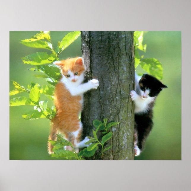 Zwei Kätzchen in einem Baum Poster (Vorne)
