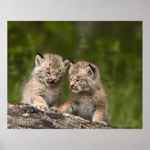 Zwei Kätzchen Kanada-Luchs-(Luchs Canadensis) Poster