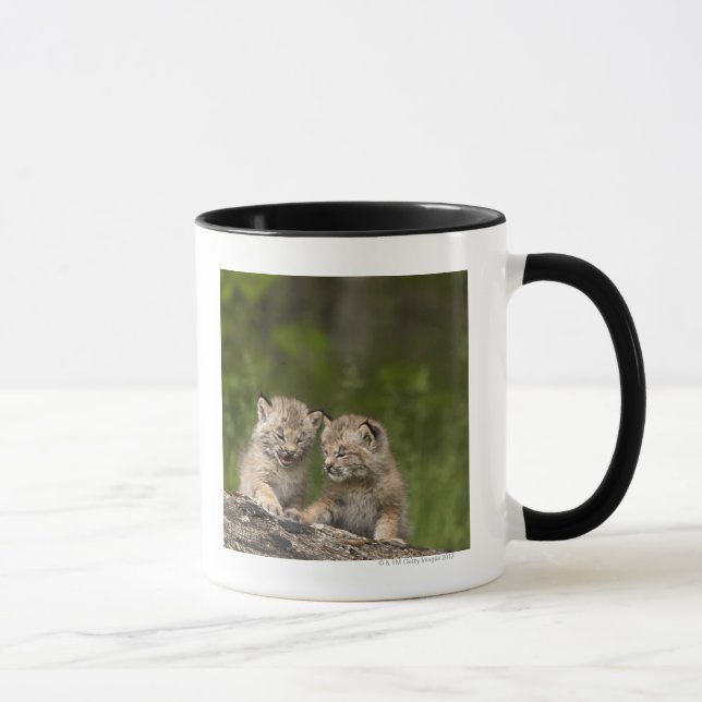Zwei Kätzchen Kanada-Luchs-(Luchs Canadensis) Tasse (Rechts)