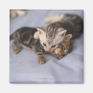 Zwei Kätzchen Magnet