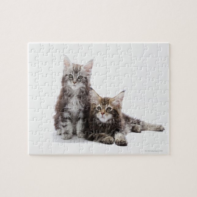 Zwei Kätzchen Maine-Münzkatze Puzzle (Horizontal)