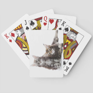 Zwei Kätzchen Maine-Münzkatze Spielkarten