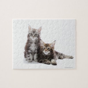 Zwei Kätzchen Maine-Waschbärkatze Puzzle