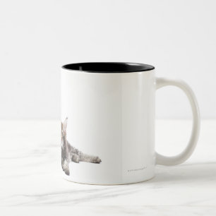 Zwei Kätzchen Maine-Waschbärkatze Zweifarbige Tasse