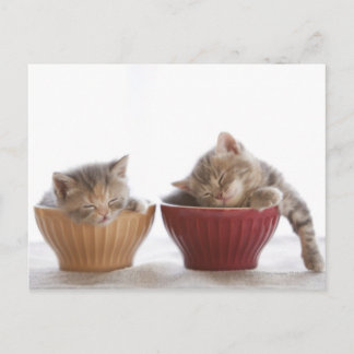 Zwei Kätzchen schlafen in Bowls Postkarte
