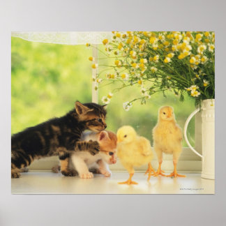 Zwei Kätzchen und zwei Chicks spielen, Vorderansic Poster