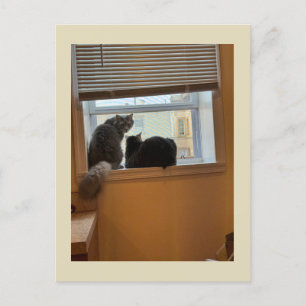 Zwei Katzen auf der Windows-Postkarte Postkarte