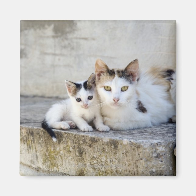 Zwei Katzen auf Steintreppen Magnet (Vorne)