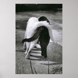 ZWEI KATZEN - FREUNDE - BESTE POSTER- UND CANVAS-D POSTER