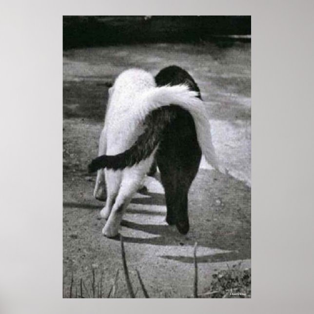 ZWEI KATZEN - FREUNDE - BESTE POSTER- UND CANVAS-D POSTER (Vorne)