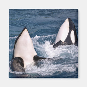 Zwei Killwale Magnet