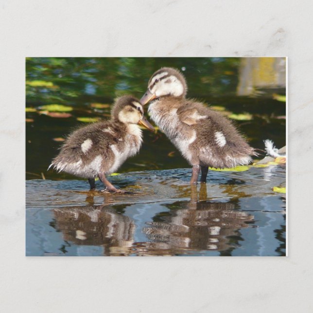 Zwei kleine Duckies Postkarte (Vorderseite)
