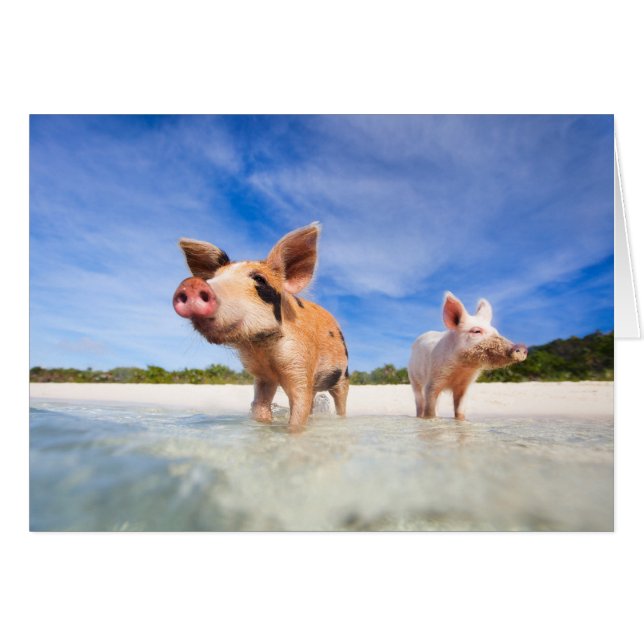 Zwei kleine Ferkel (Vorderseite (Horizontal))