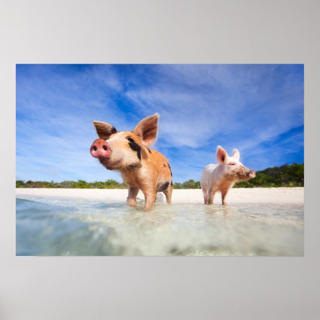 Zwei kleine Ferkel Poster (Vorne)