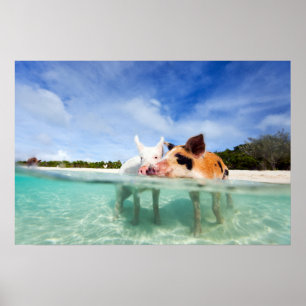 Zwei kleine Ferkel Poster