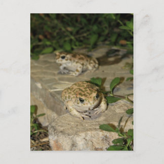 Zwei kleine Kröten - grüner Froschdruck Postkarte