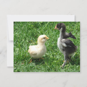 Zwei kleine Meinungsverschiedenheiten Postkarte