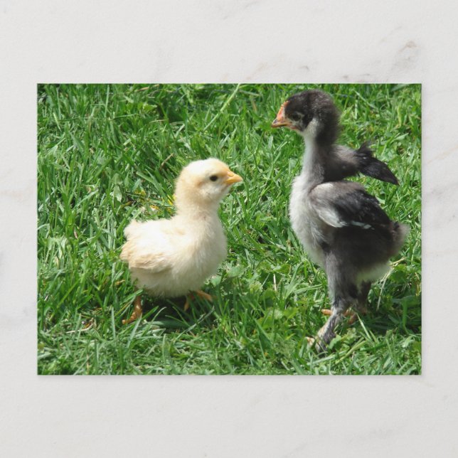 Zwei kleine Meinungsverschiedenheiten Postkarte (Vorderseite)