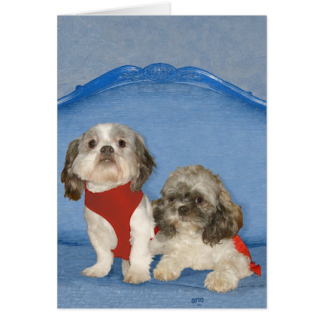 Zwei kleine Shih Tzu Rescue Doggies (Vorne)