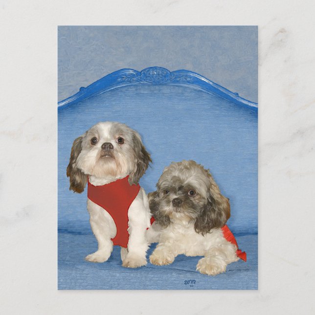 Zwei kleine Shih Tzu Rescue Doggies Postkarte (Vorderseite)