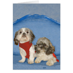 Zwei kleine Shih Tzu Rettungshündchen