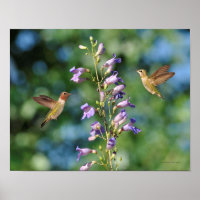 Zwei Kolibris fliegen mit Blume