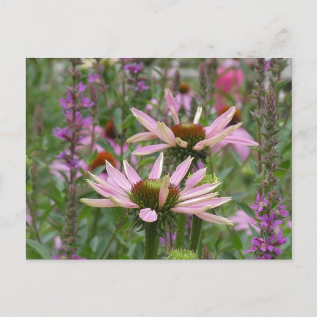 Zwei Konsolen & Wildblumen DIREKT Postkarte (Vorderseite)