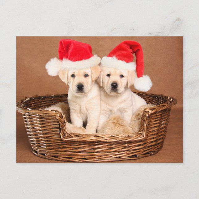 Zwei Labrador-Weihnachtswelpen Feiertagspostkarte (Vorderseite)
