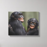 Zwei lächelnde Bonobos