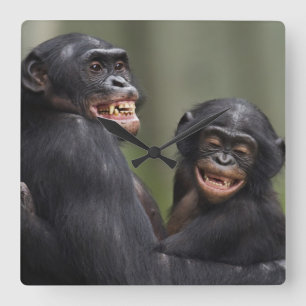 Zwei lächelnde Bonobos Quadratische Wanduhr