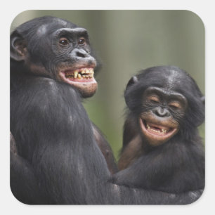 Zwei lächelnde Bonobos Quadratischer Aufkleber