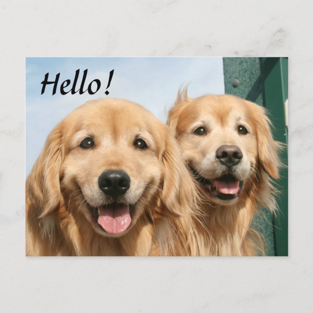 Zwei lächelnde Golden Retrievers Hallo Postkarte (Vorderseite)