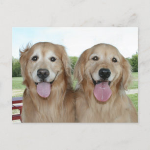 Zwei lächelnde Golden Retrievers Just Sprichwort H Postkarte