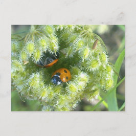 Zwei Ladybird nehmen die Postkarte für die Unterku
