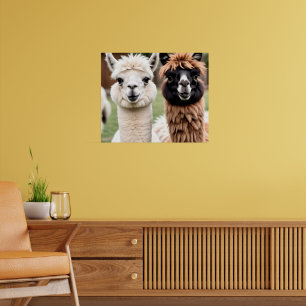 Zwei Lamas Poster