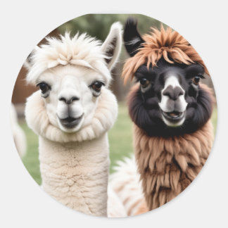 Zwei Lamas Runder Aufkleber