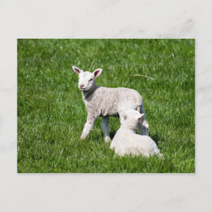 Zwei Lämmer in der Weide Postkarte