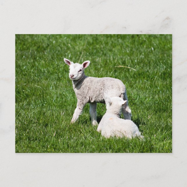 Zwei Lämmer in der Weide Postkarte (Vorderseite)