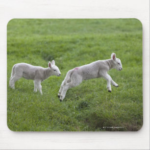 Zwei Lämmer Mousepad