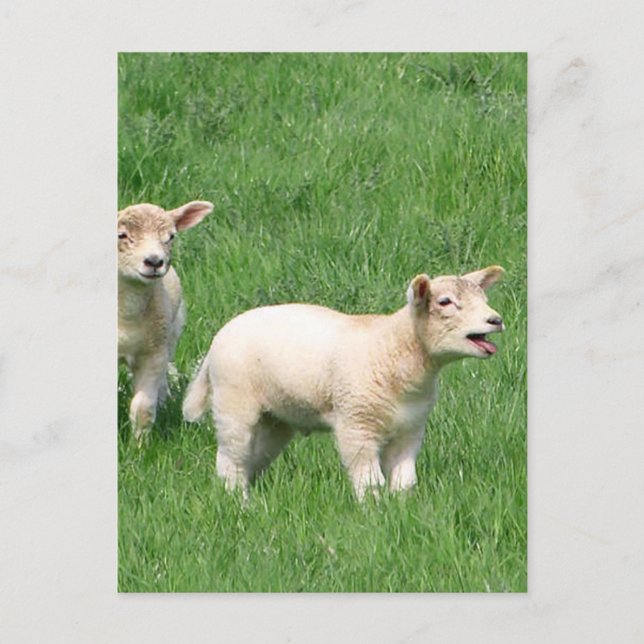 Zwei Lämmer Postkarte (Vorderseite)