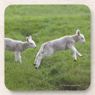 Zwei Lämmer Untersetzer