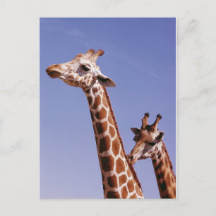 Zwei liebevolle Giraffen Postkarte