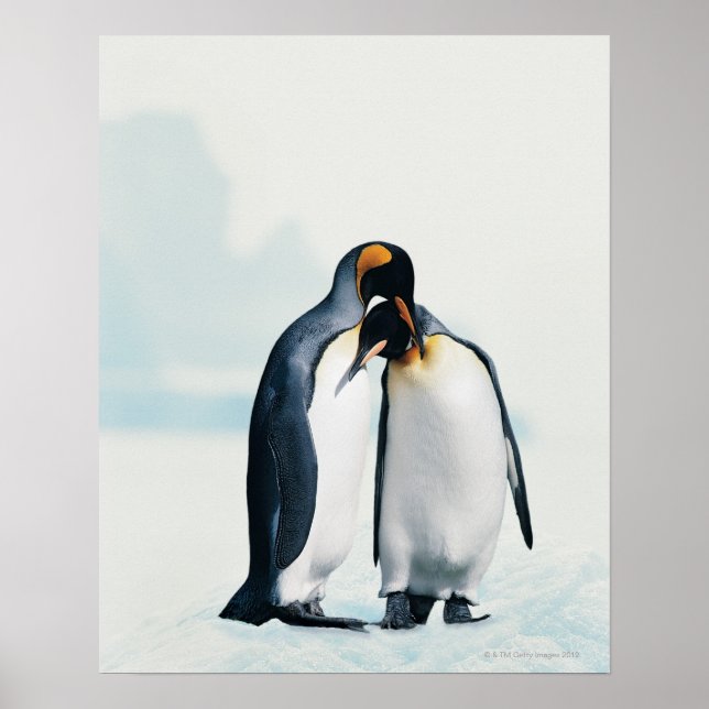 Zwei liebevolle Pinguine Poster (Vorne)