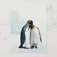 Zwei liebevolle Pinguine