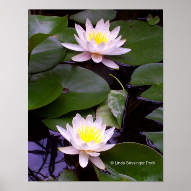 Zwei Lightwater-Lilien Poster (Vorne)
