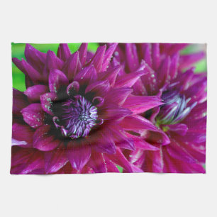 Zwei lila Dahlien-Blume in Blüte Handtuch